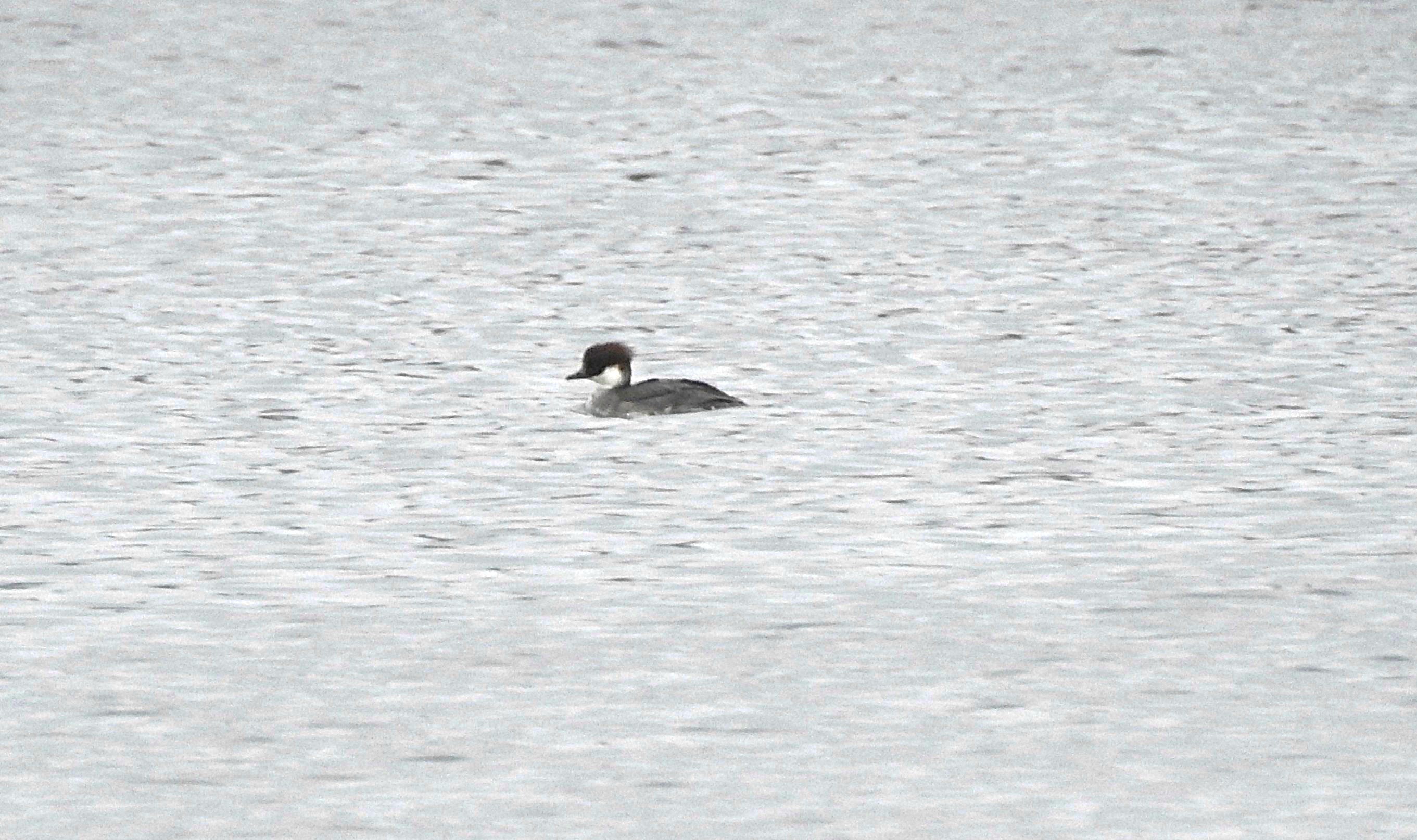 Smew
