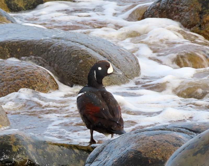 Harlequin Duck