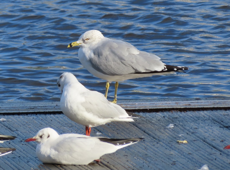 Ring-billed Gull