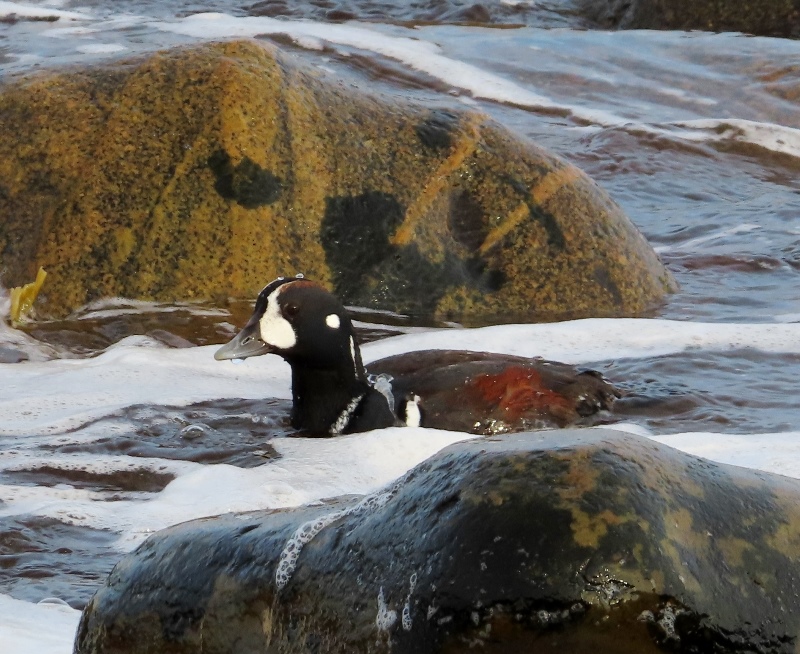 Harlequin Duck