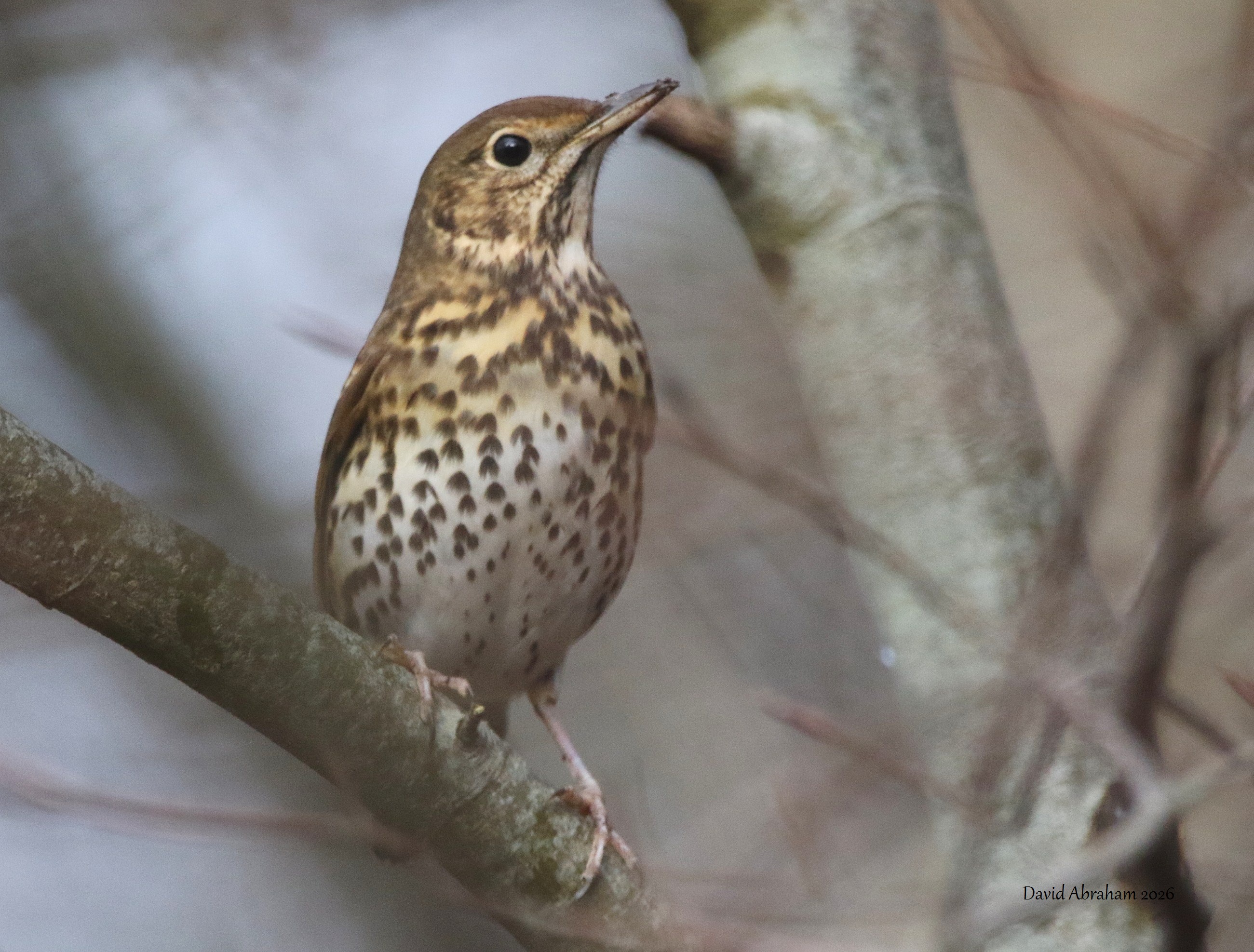 Song Thrush