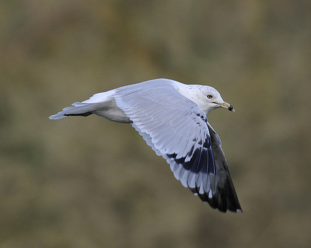 Ring-billed Gull