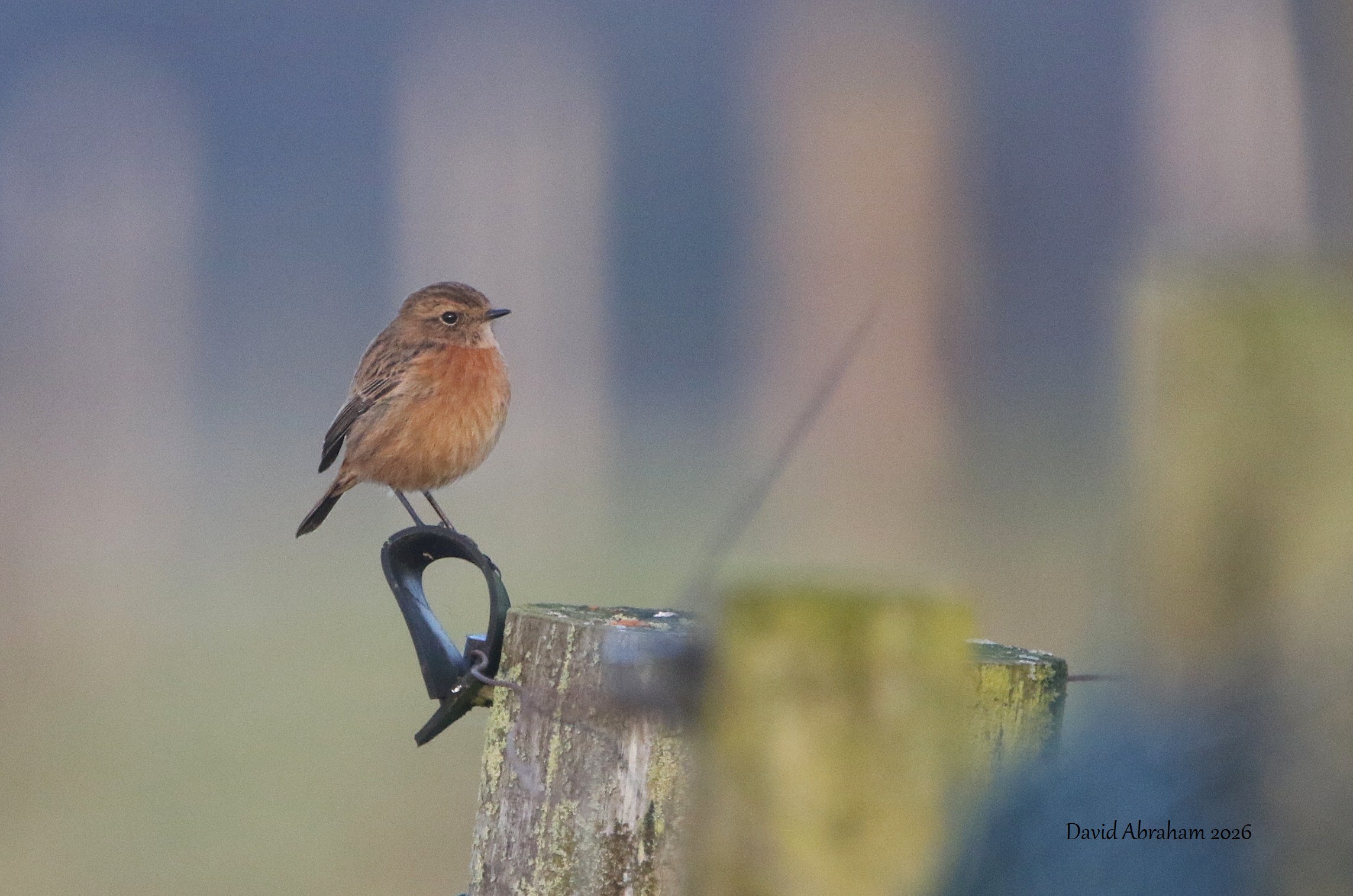 Stonechat 