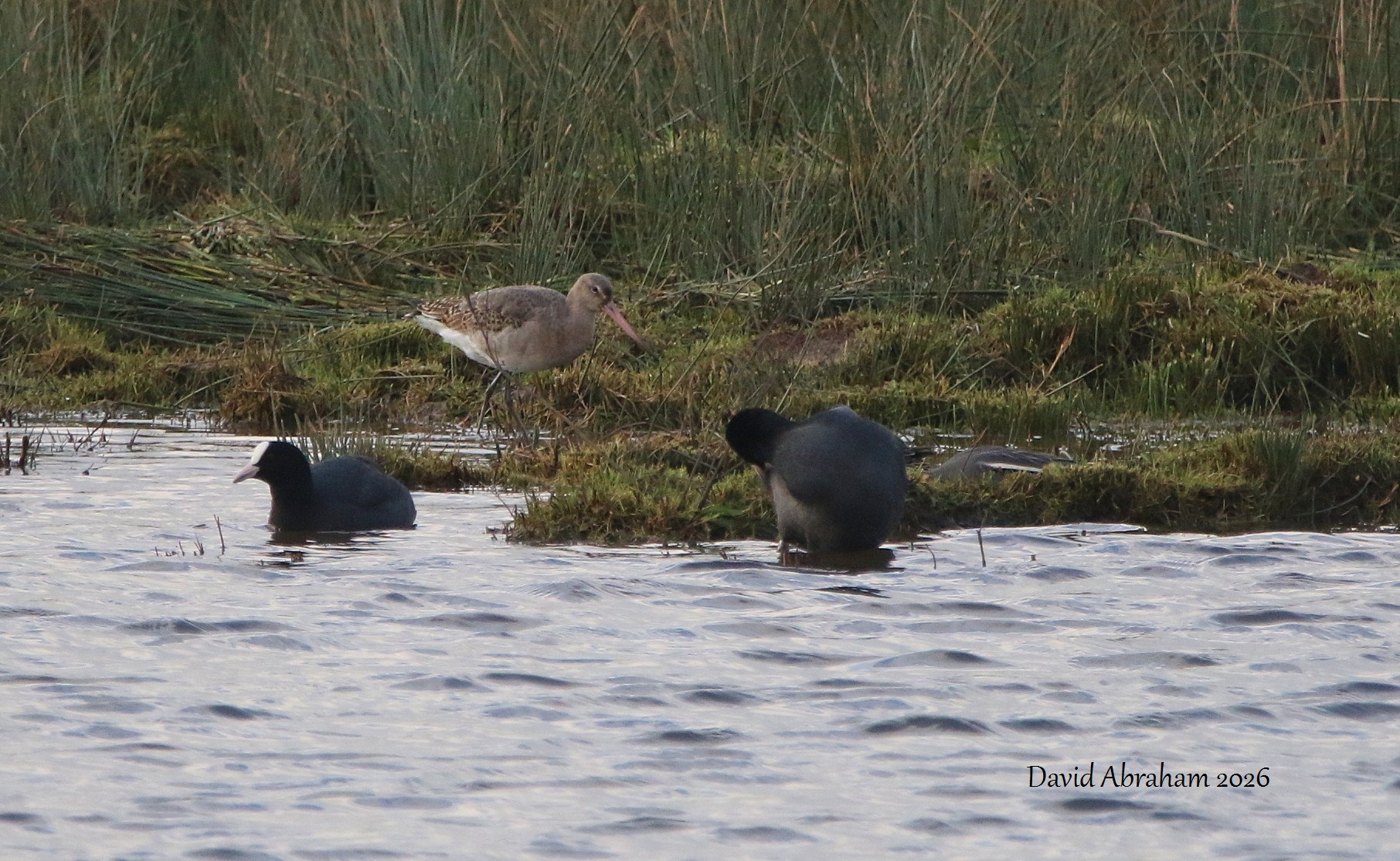 Black-tailed Godwit 