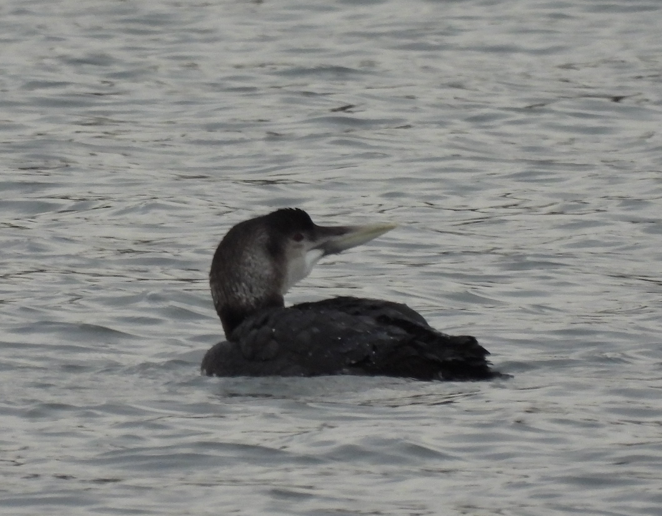 White-billed Diver