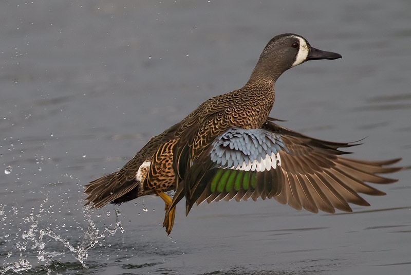 Blue-winged Teal