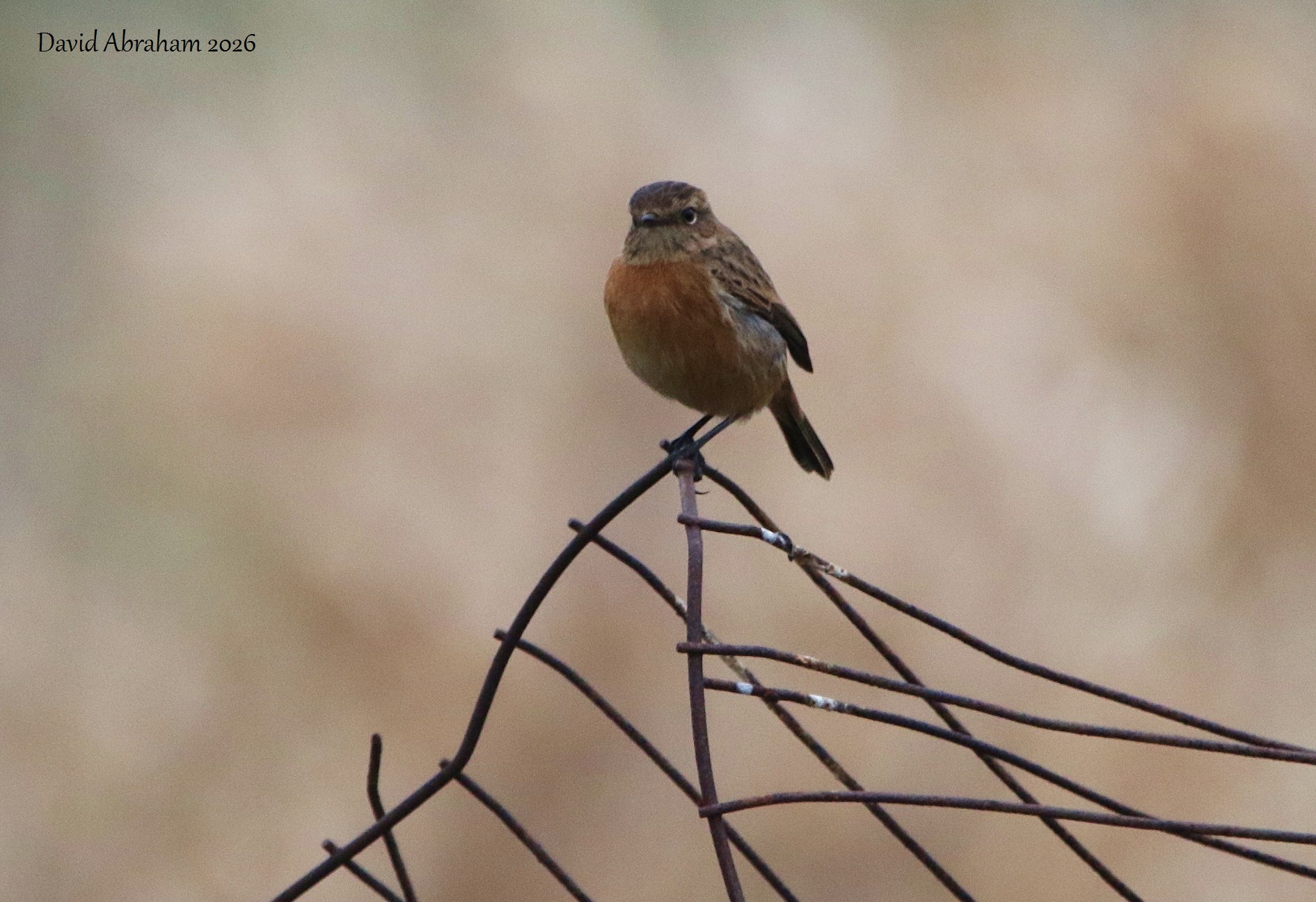 Stonechat 