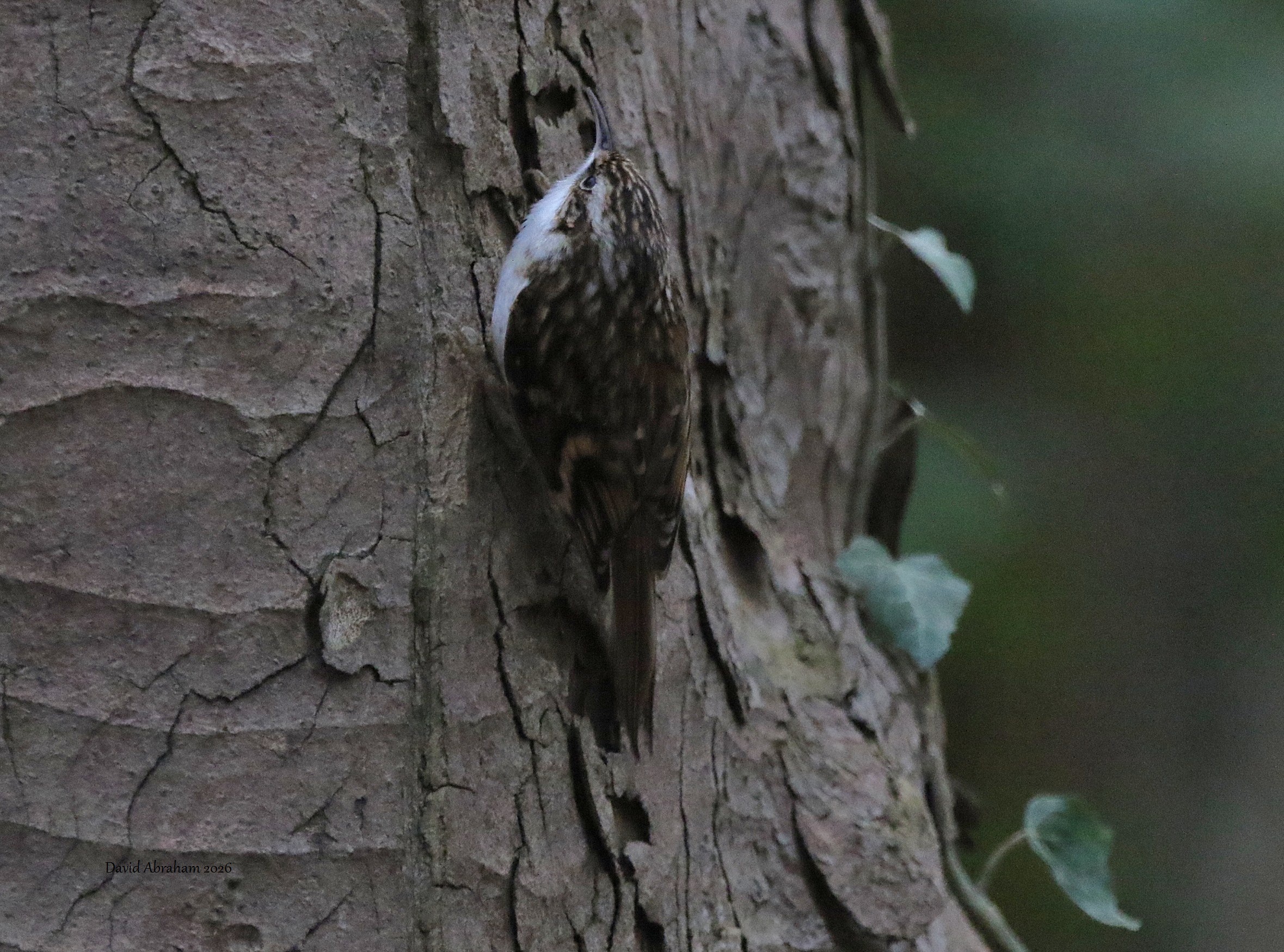 Treecreeper 