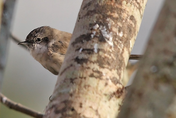 Lesser Whitethroat