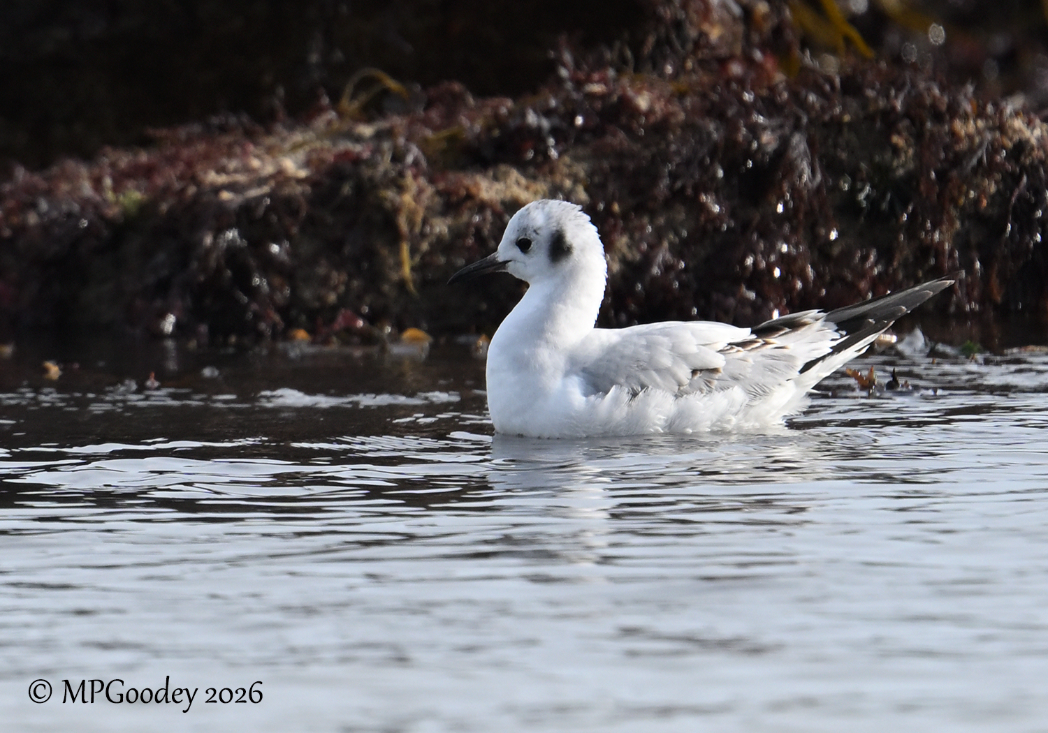Bonaparte's Gull