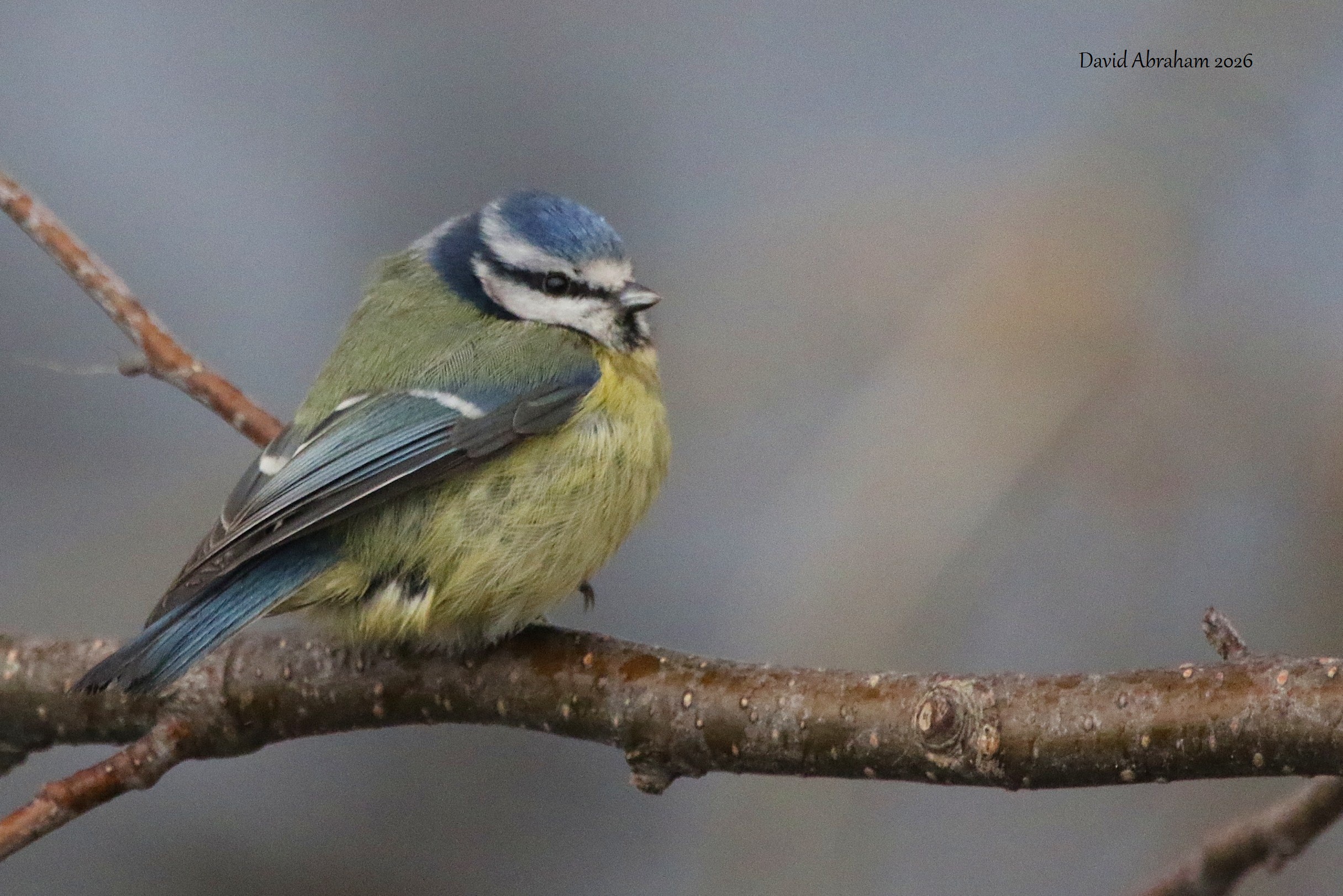 Blue Tit 
