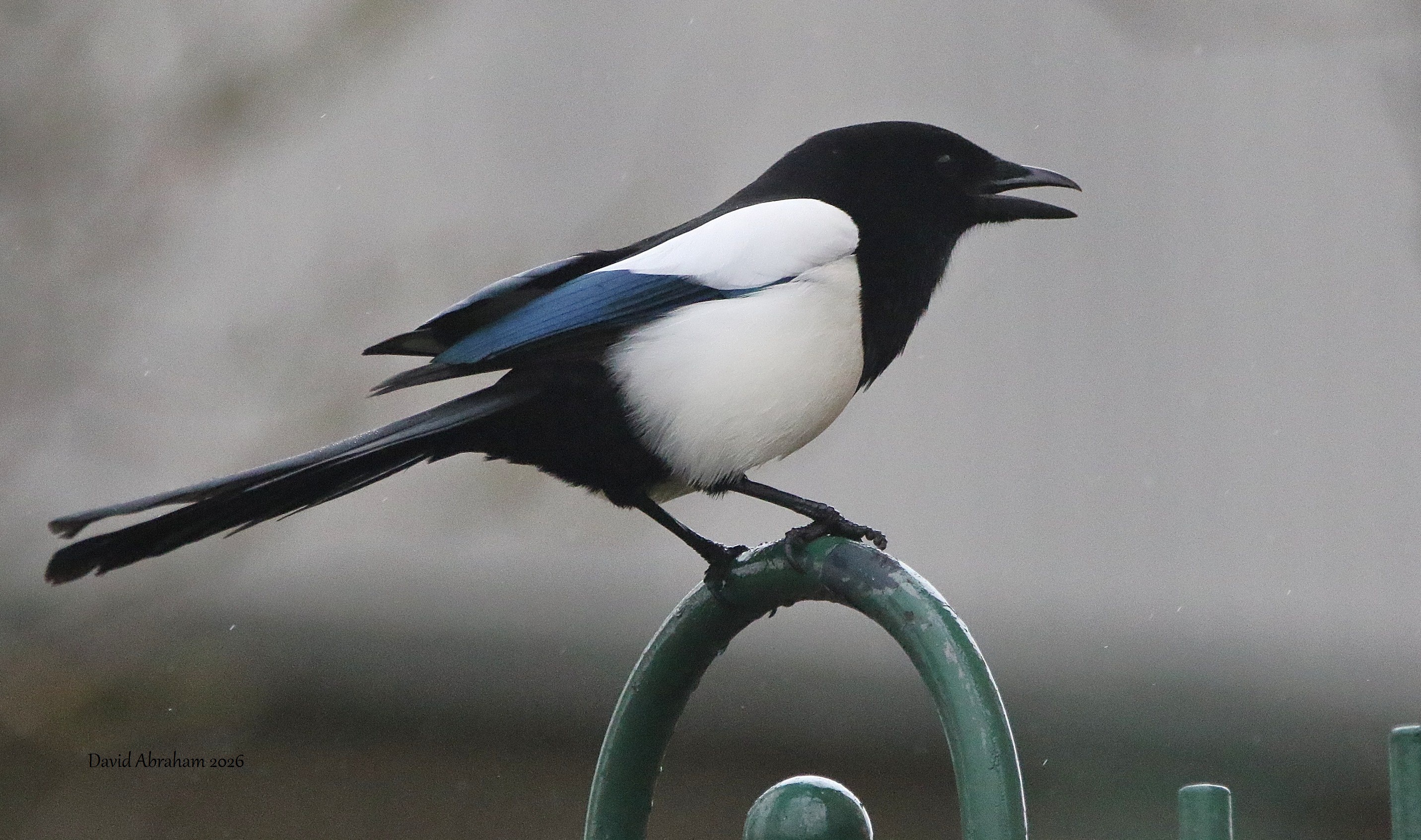Magpie 