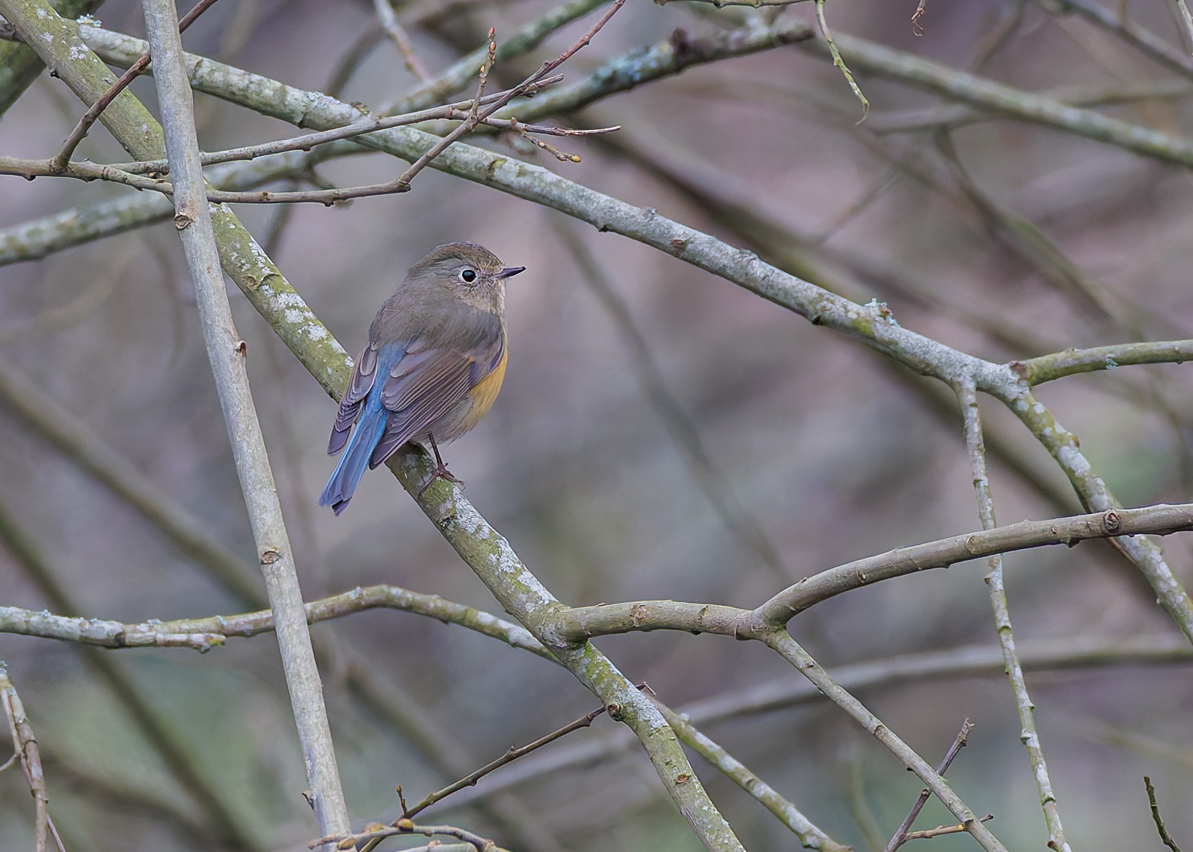 Red-flanked Bluetail