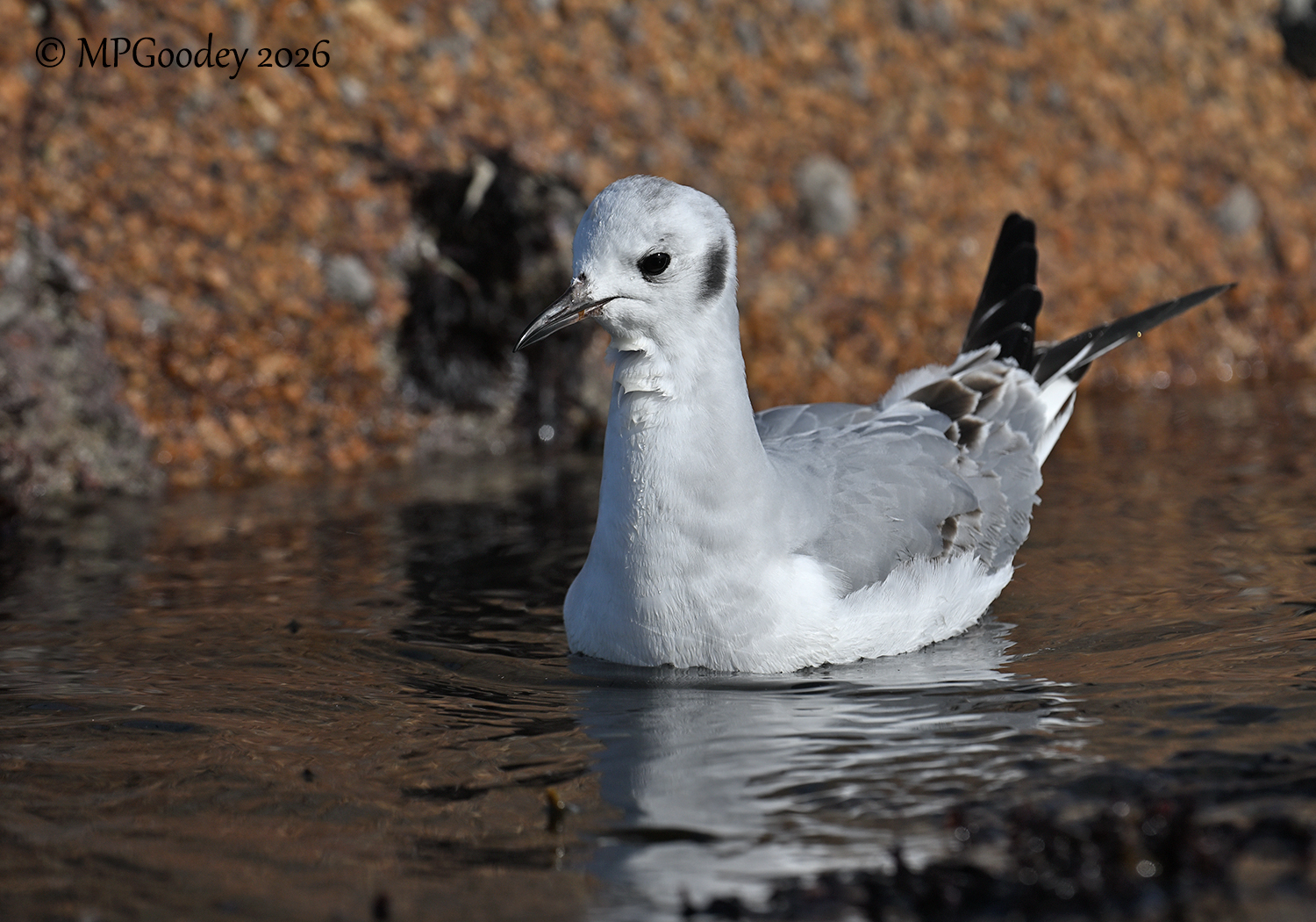 Bonaparte's Gull
