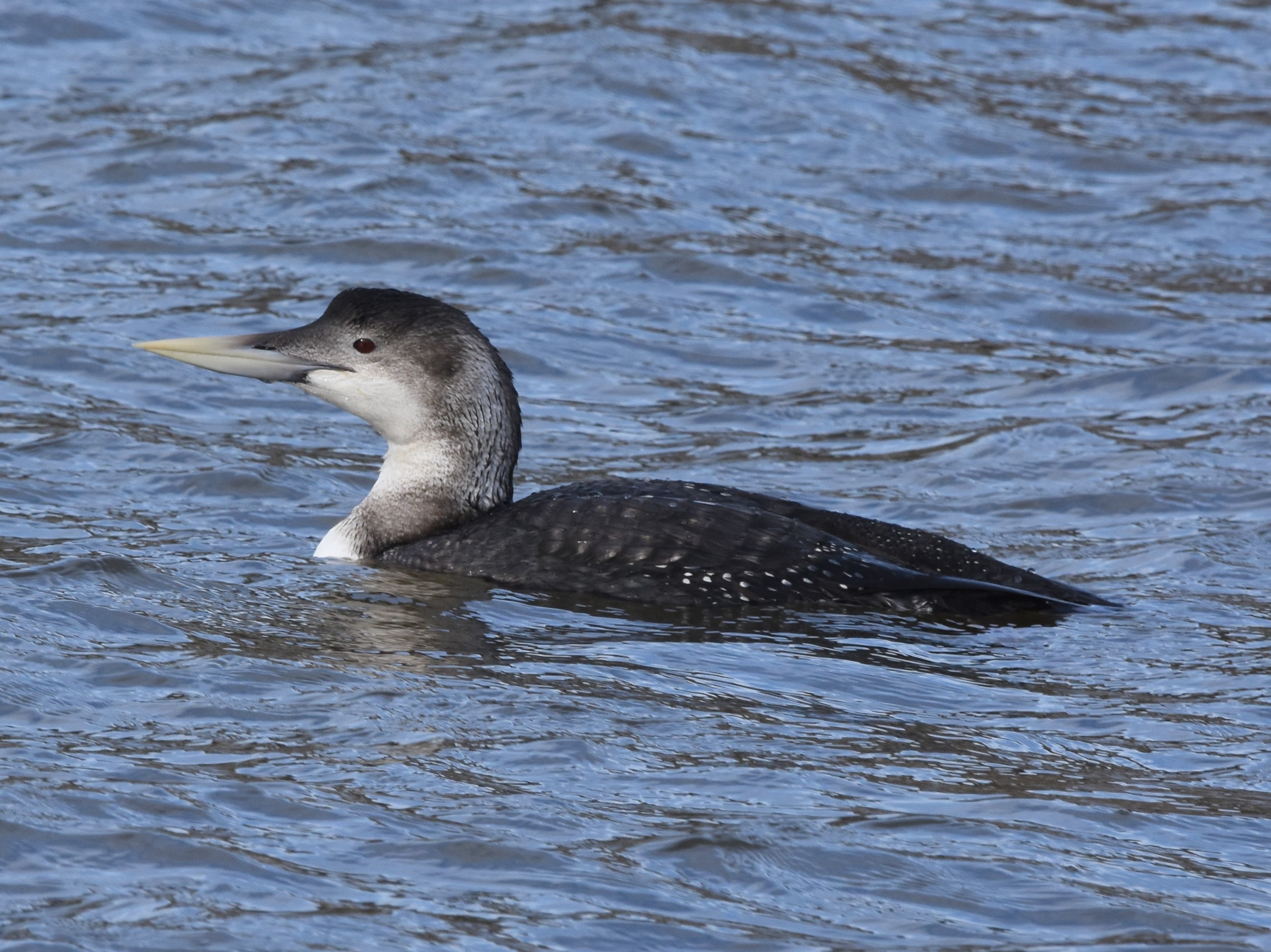 White-billed Diver