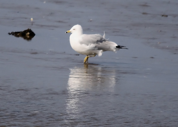 Ring-billed Gull