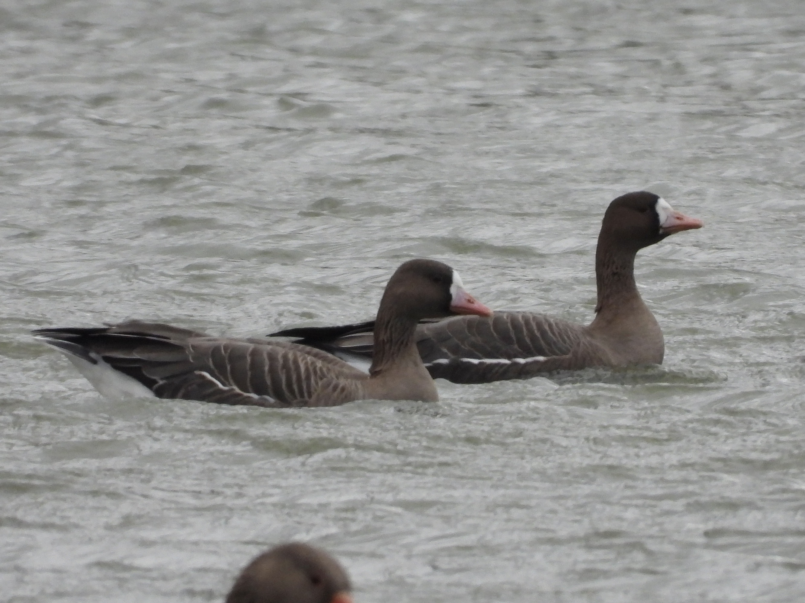 Russian White-fronted Goose