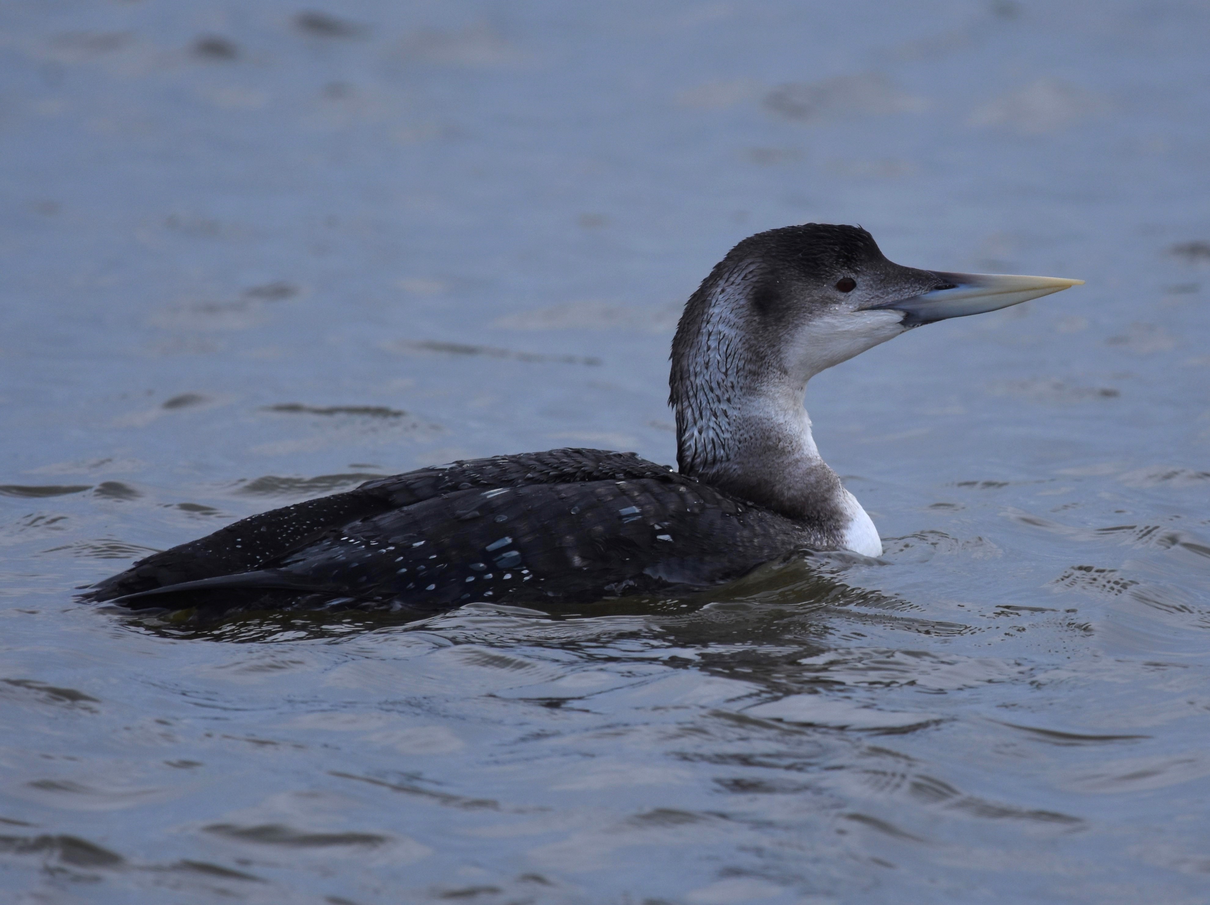 White-billed Diver