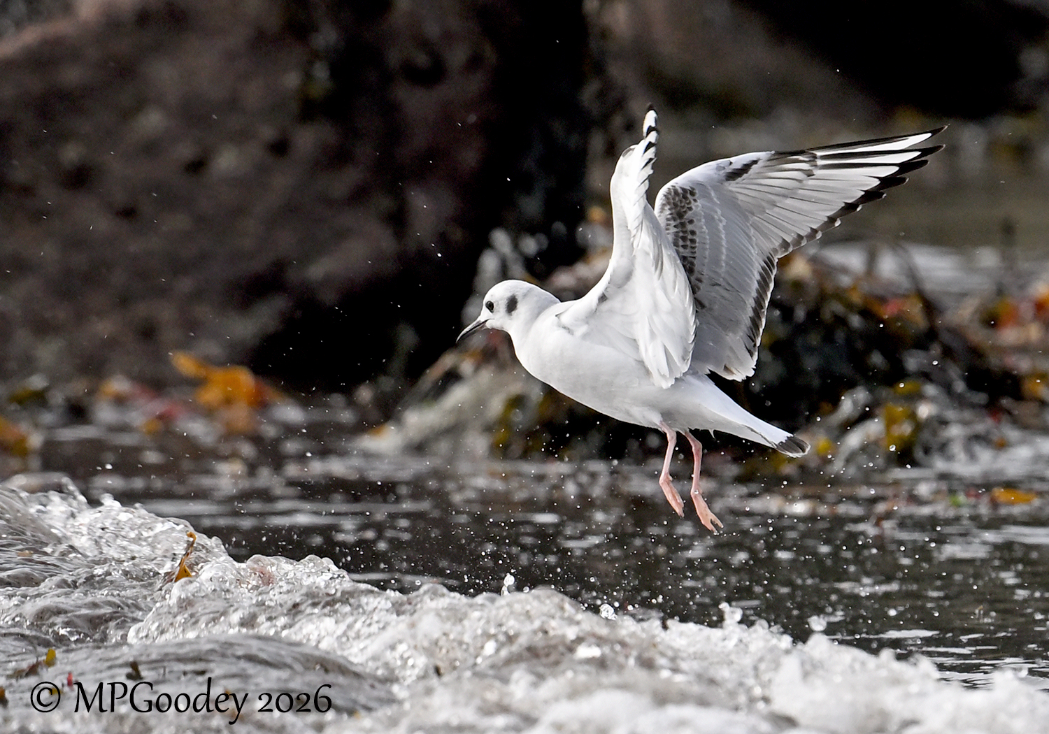 Bonaparte's Gull