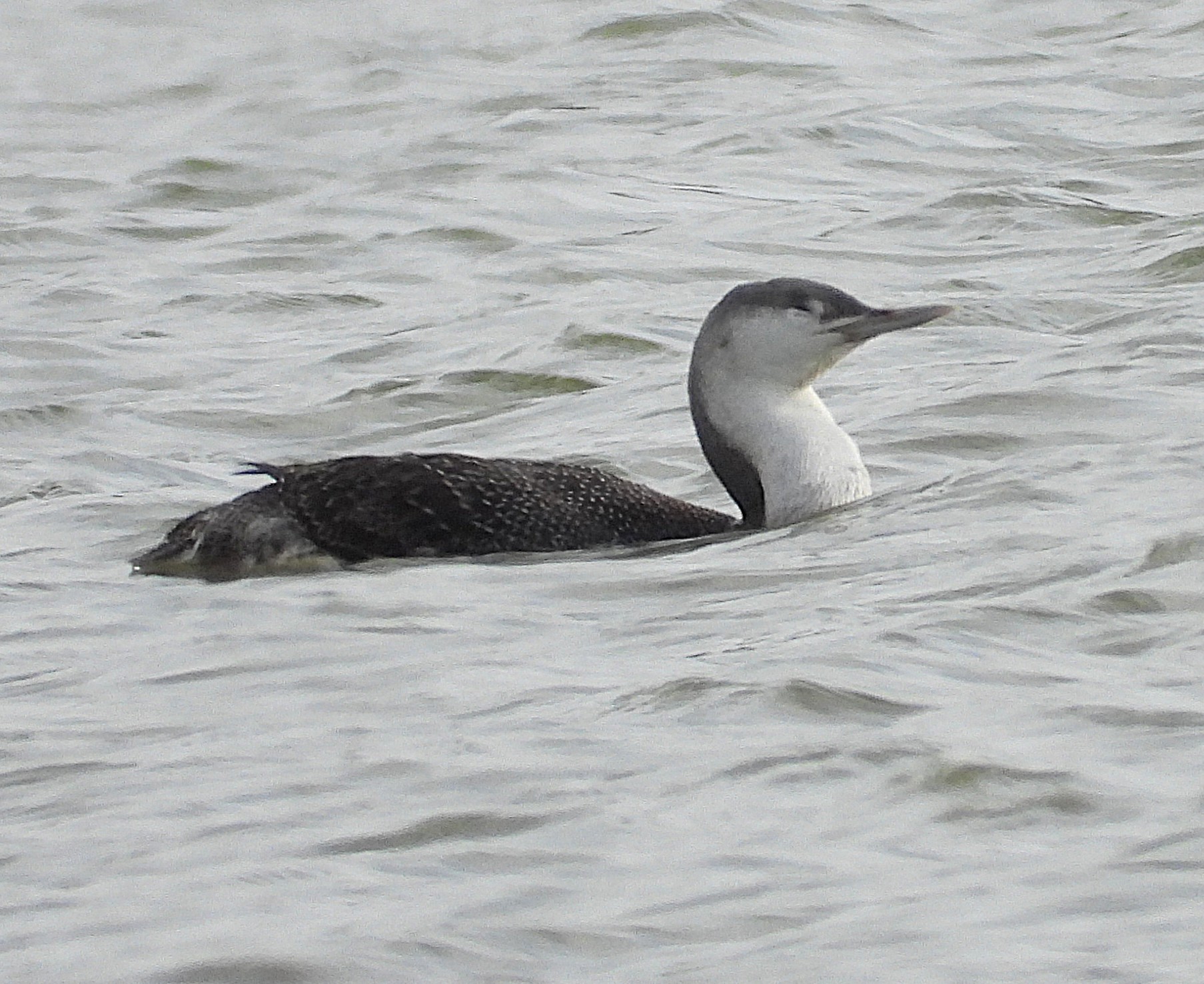 red throated diver