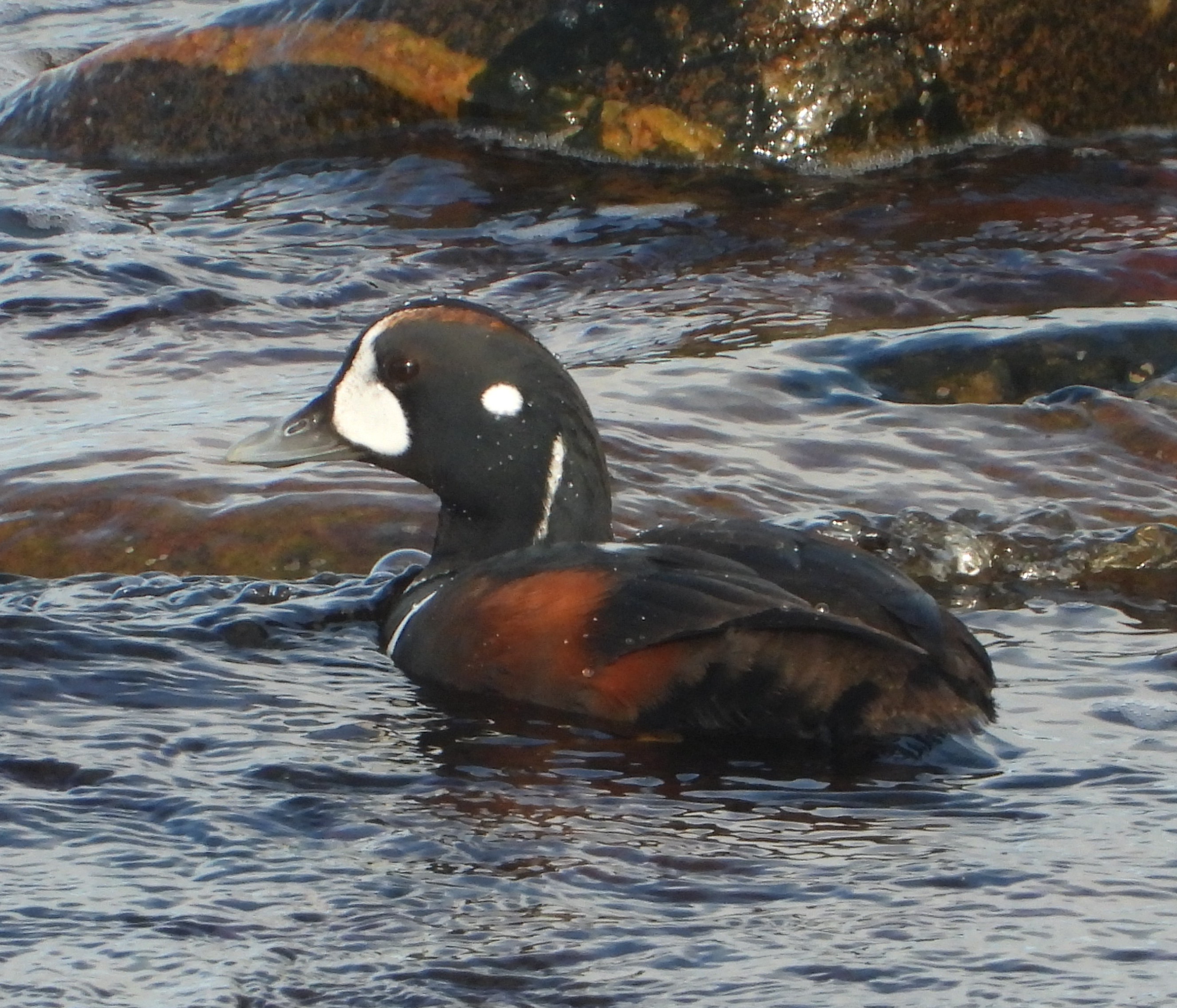 Harlequin Duck