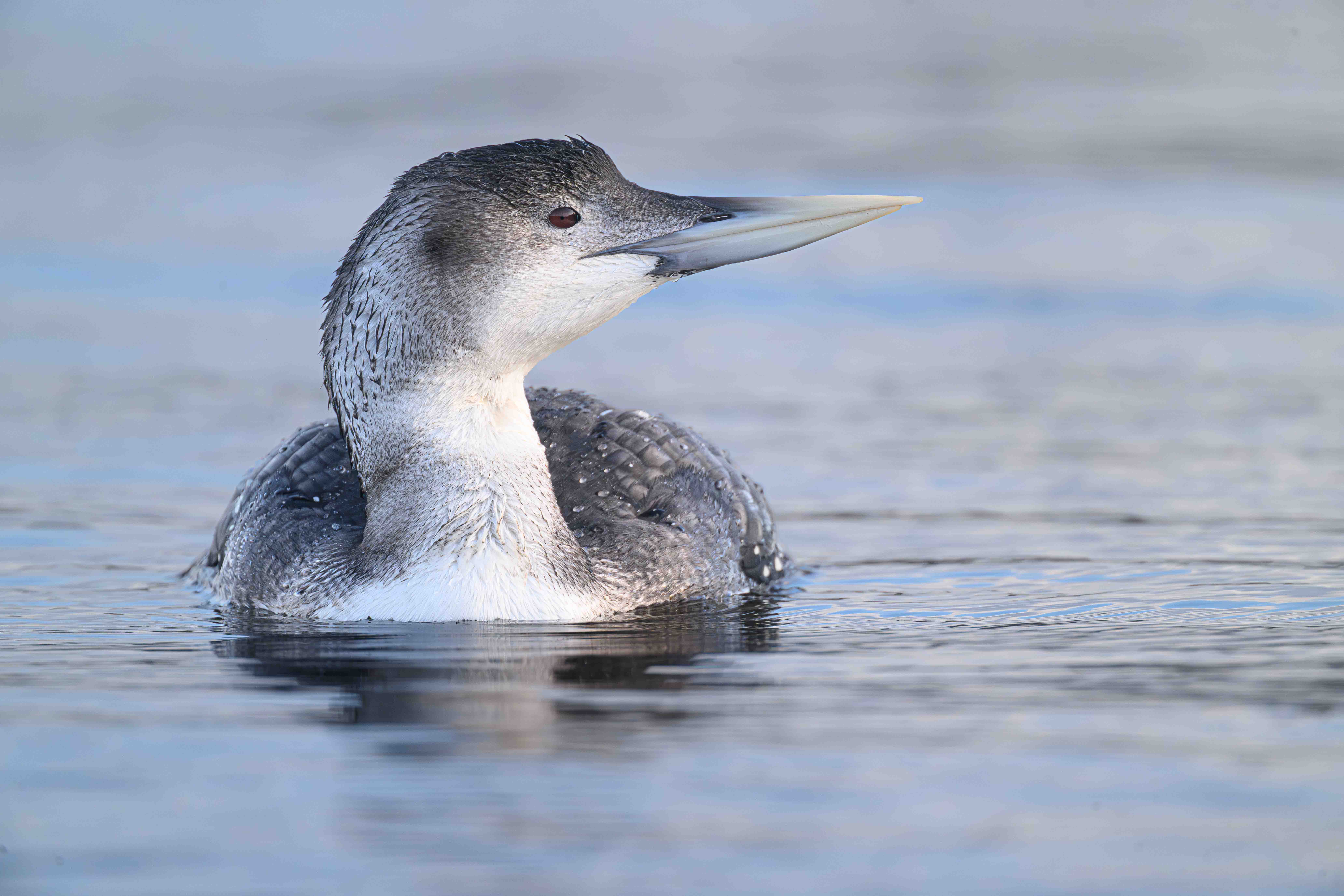 White-billed Diver