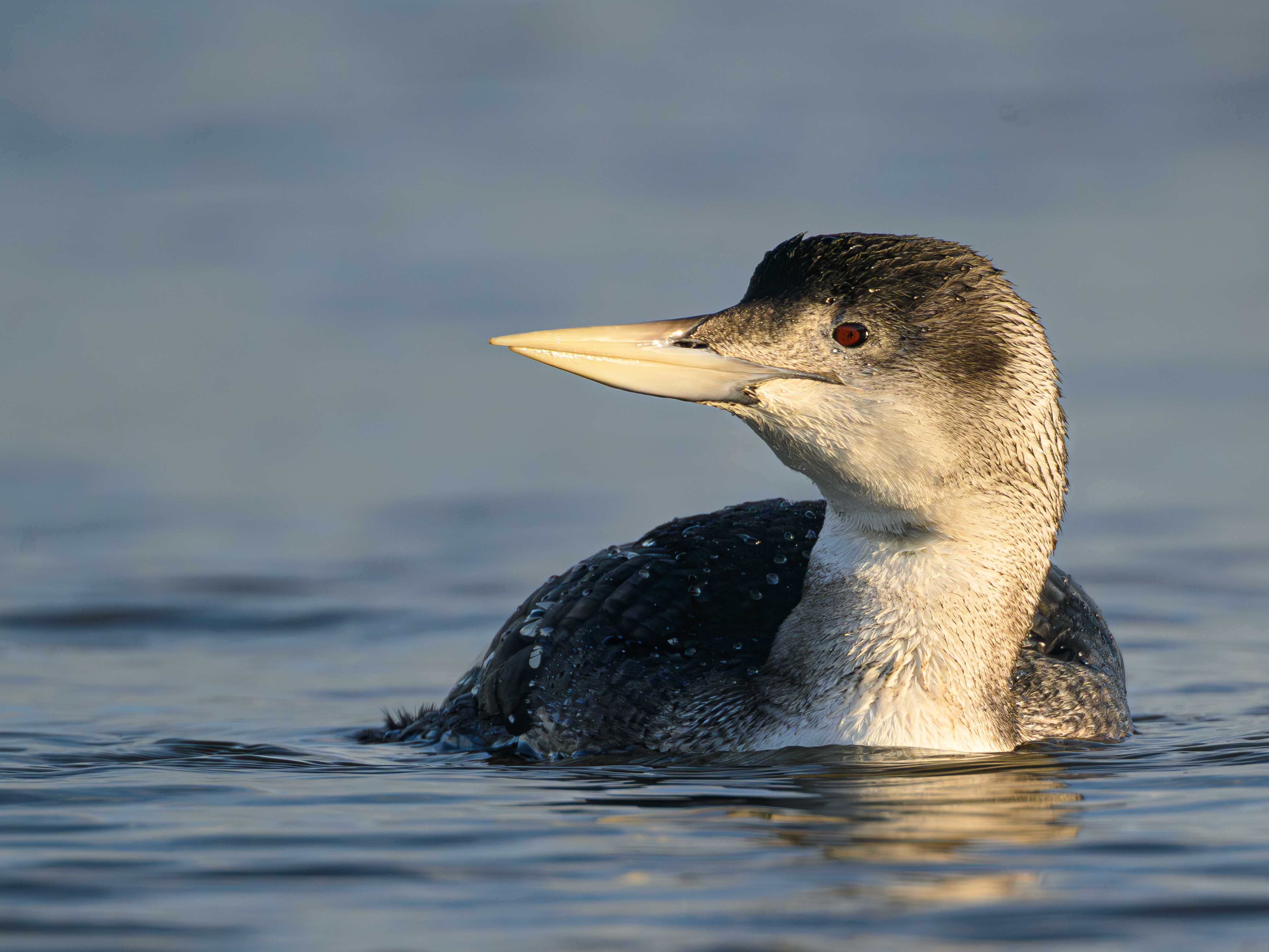 White-billed Diver
