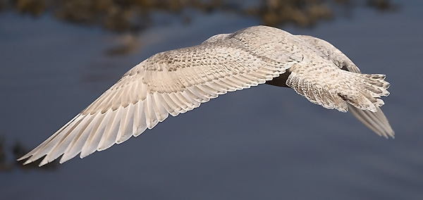 Kumlien's Gull