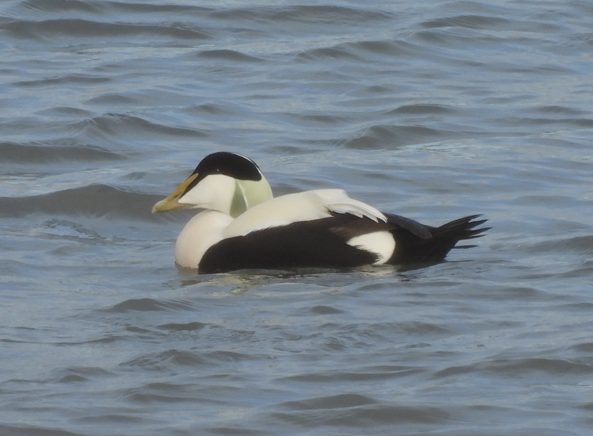 Northern Eider