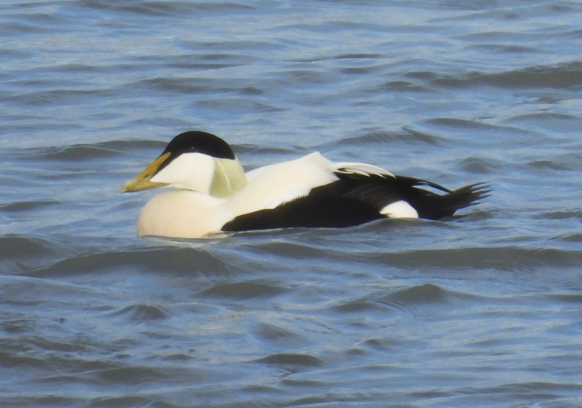 Northern Eider