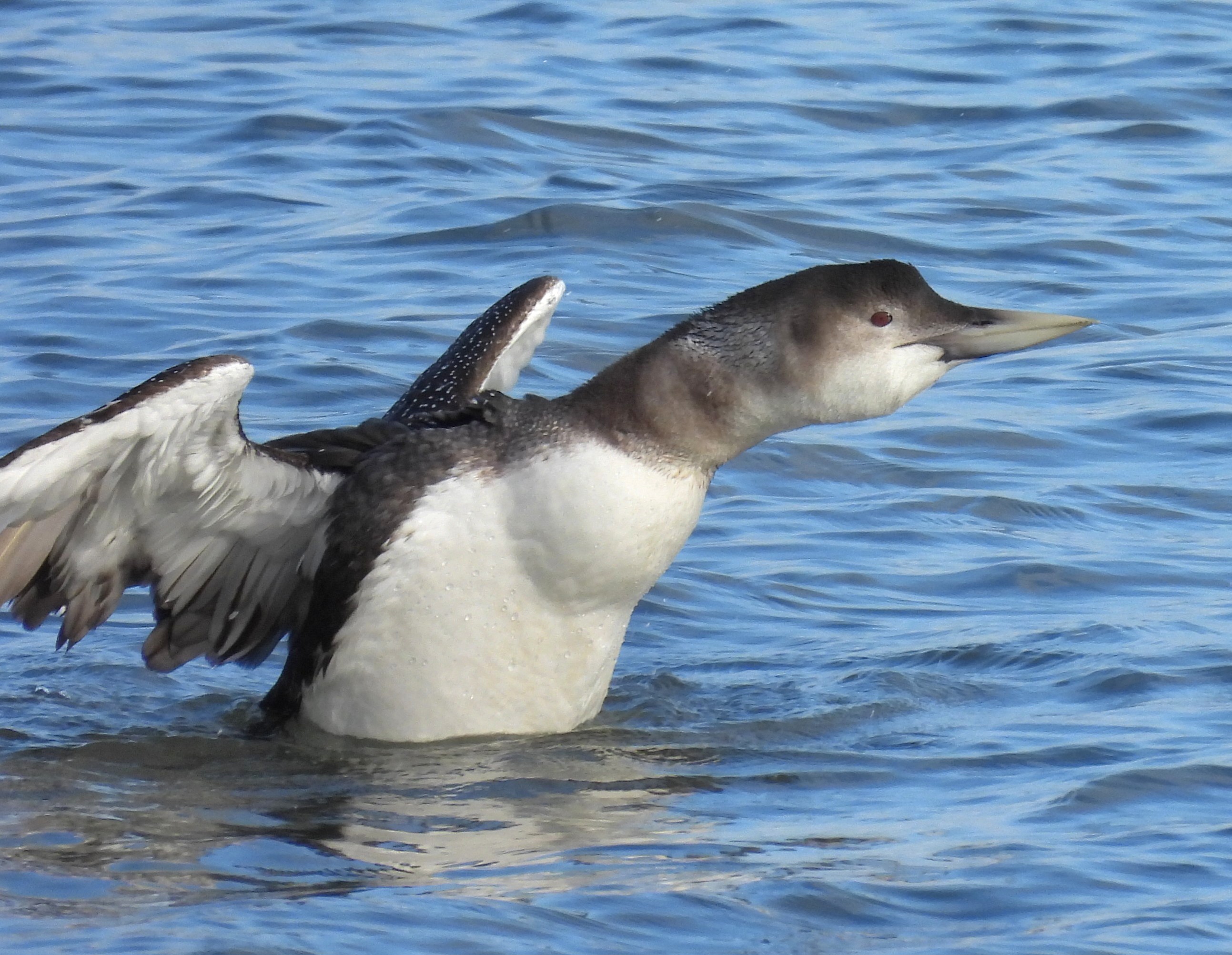 White-billed Diver
