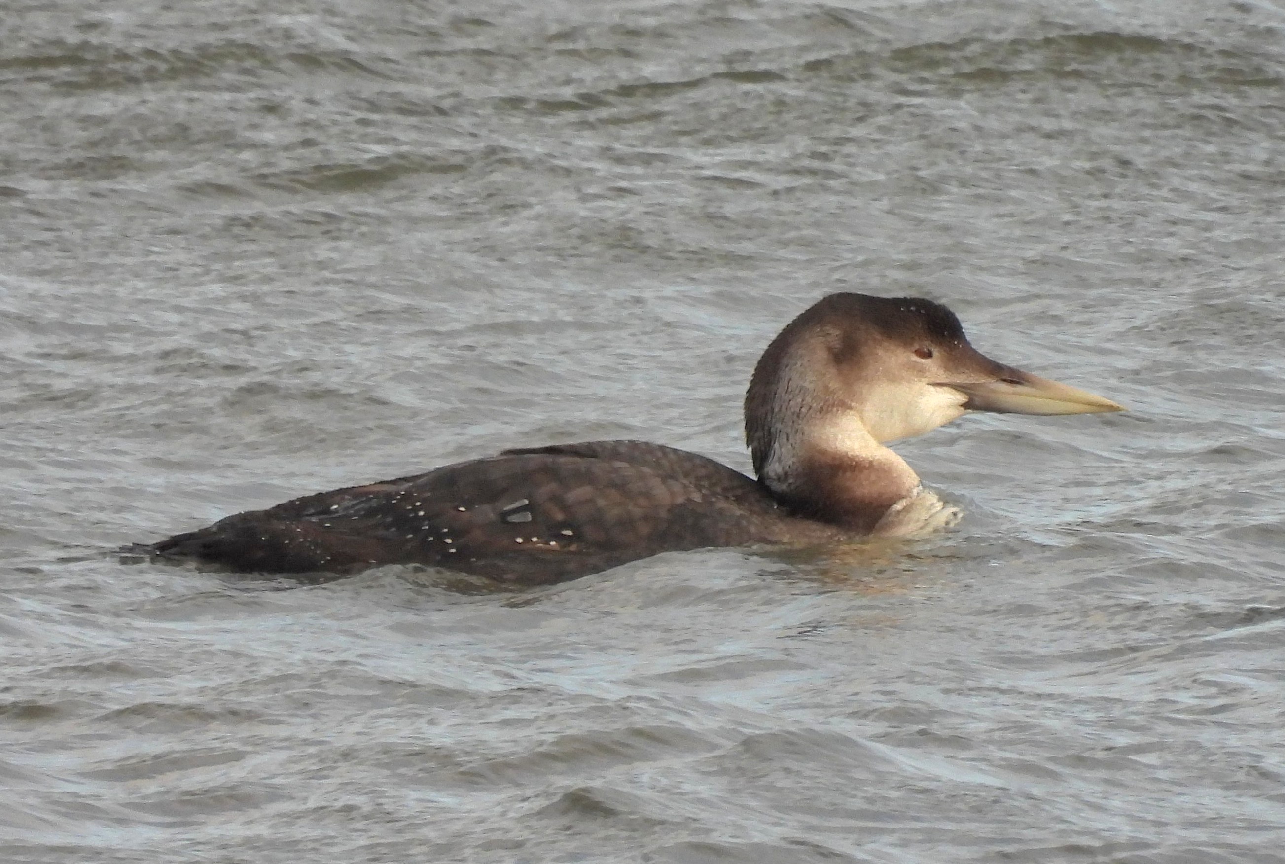 White-billed Diver