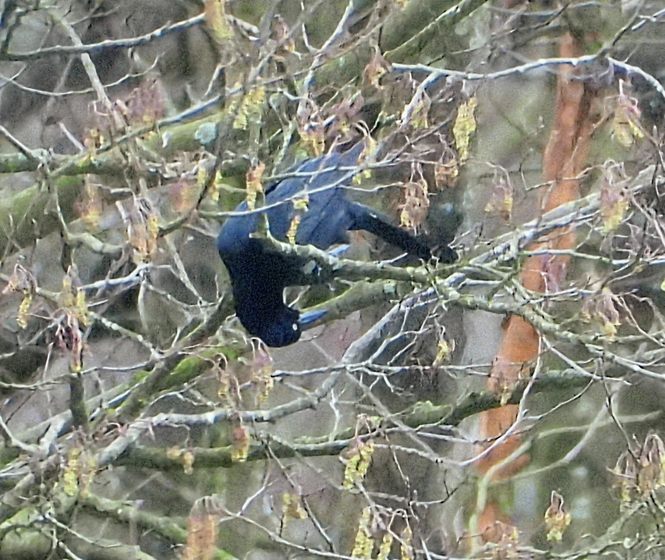 Great-tailed Grackle