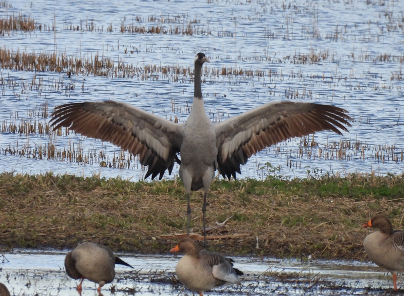 Common Crane