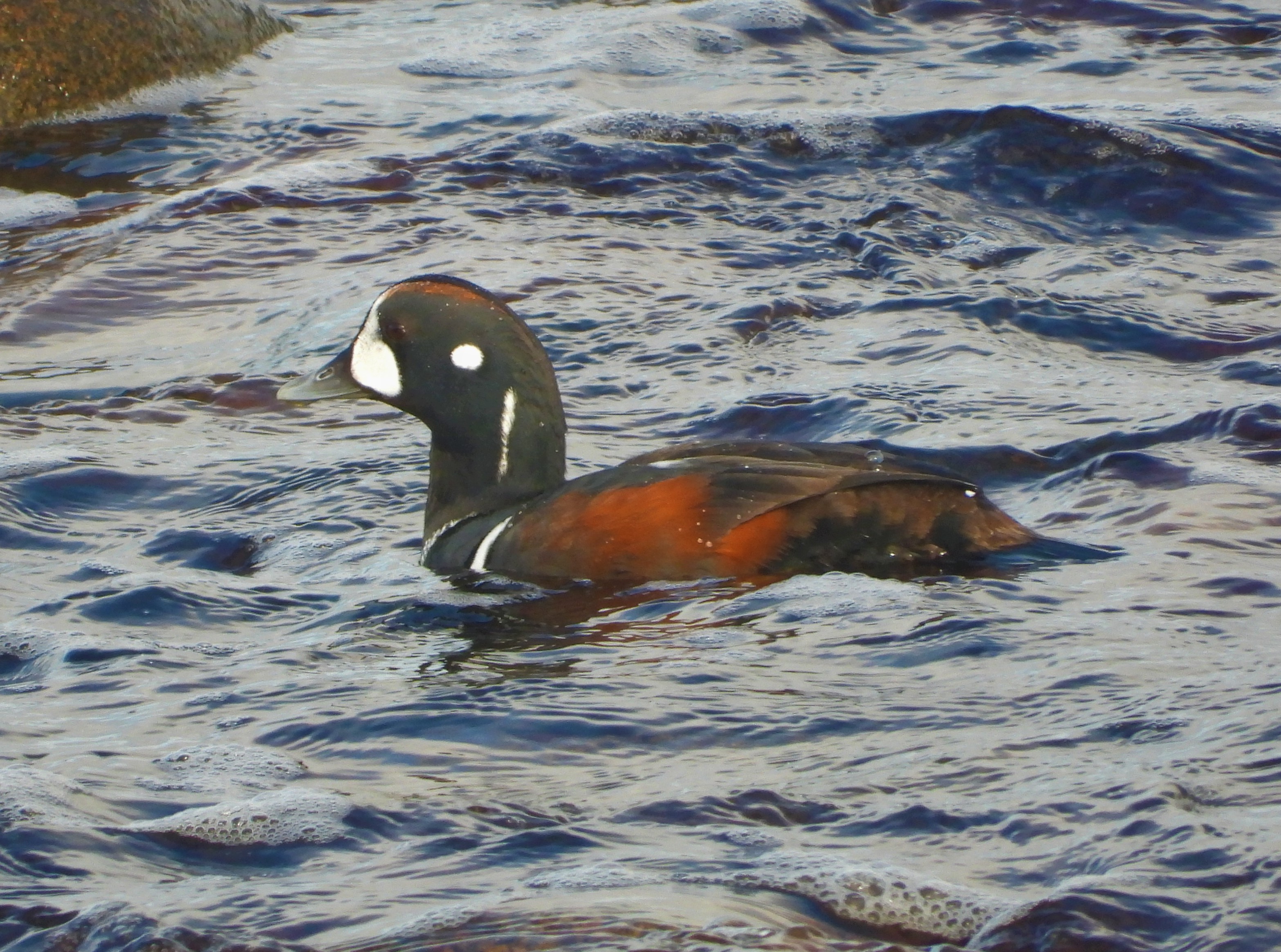 Harlequin Duck
