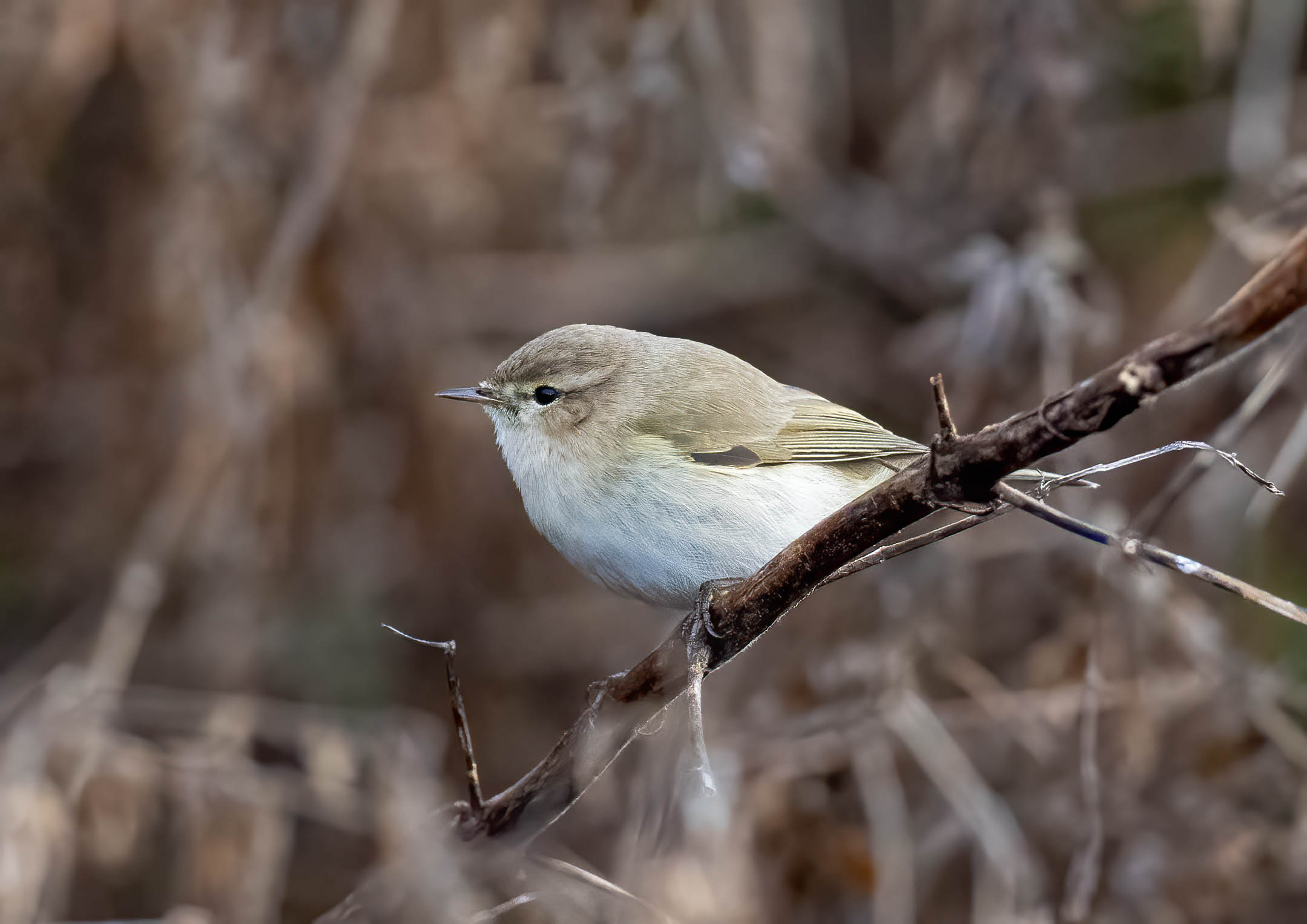 Siberian Chiffchaff