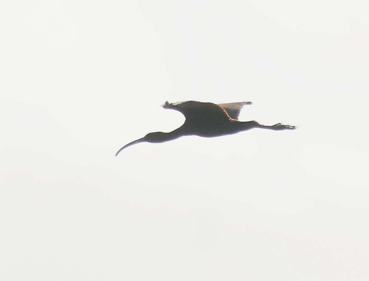 Glossy Ibis