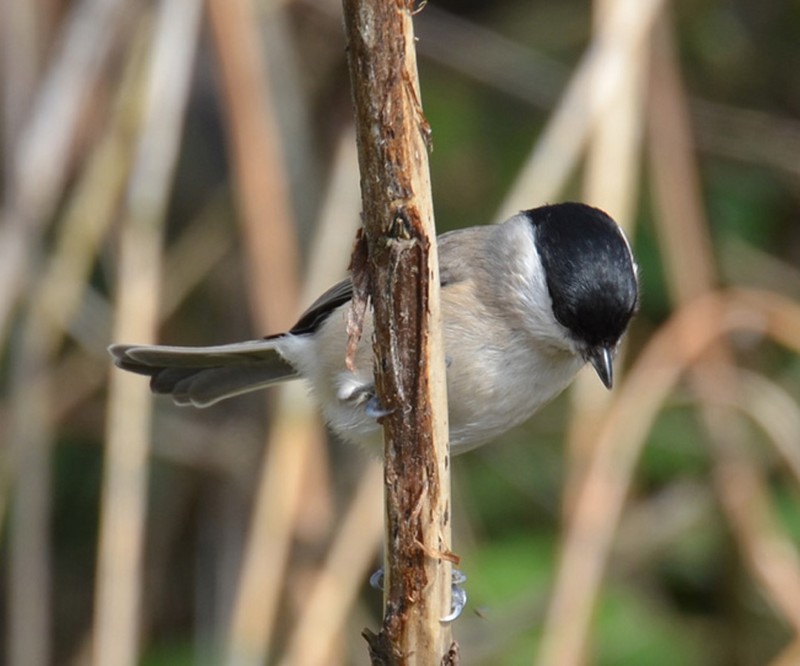 Marsh Tit