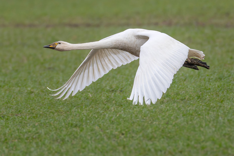 Whooper Swan