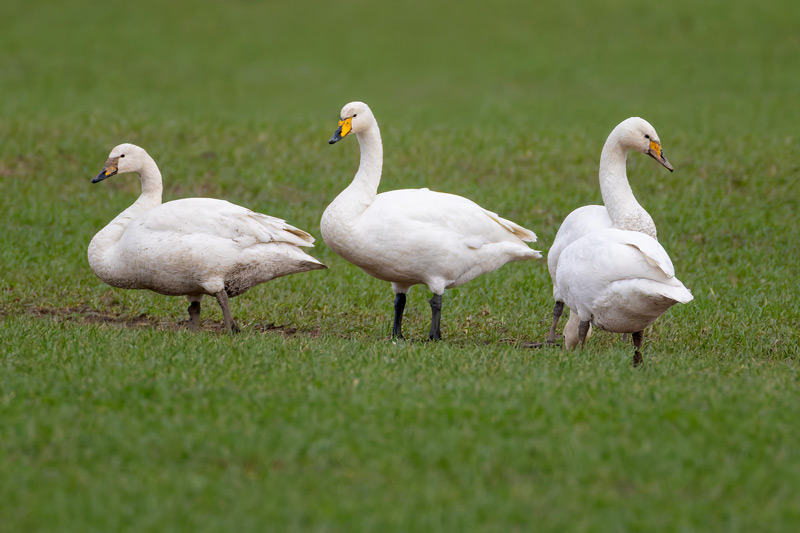 Whooper Swan