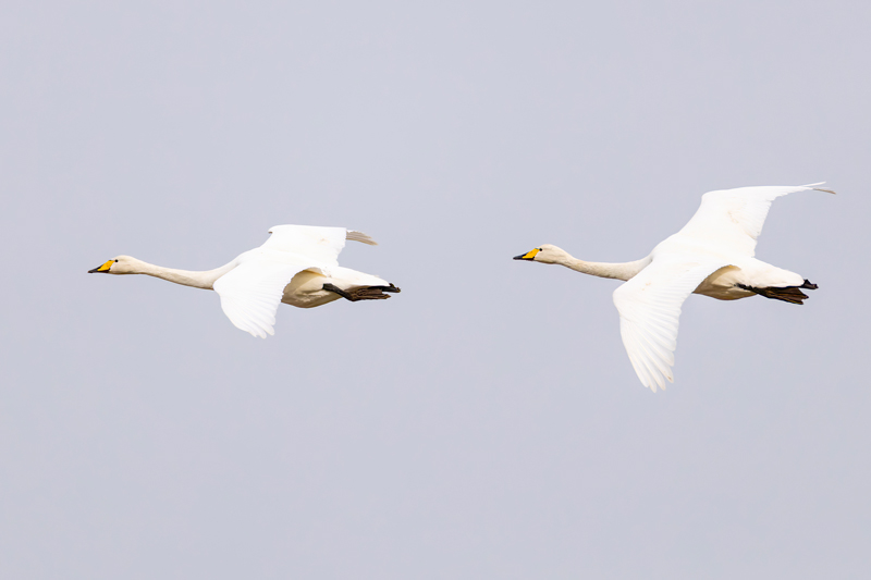 Whooper Swan
