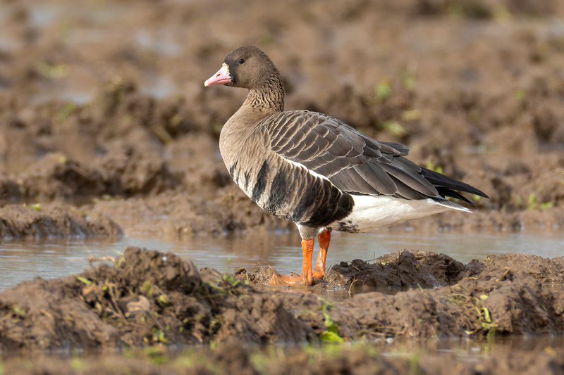 Russian White-fronted Goose
