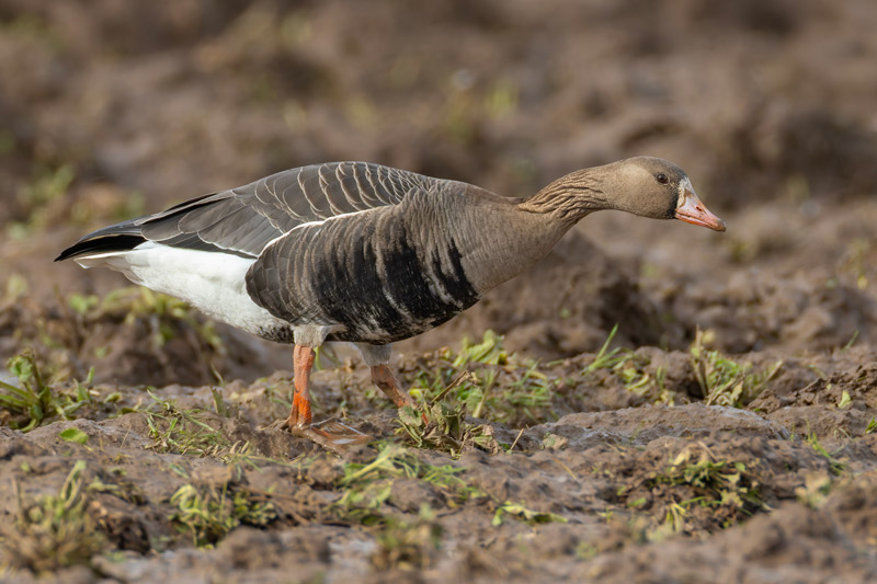 Russian White-fronted Goose