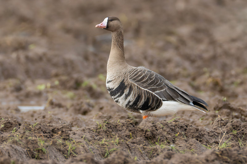 Russian White-fronted Goose