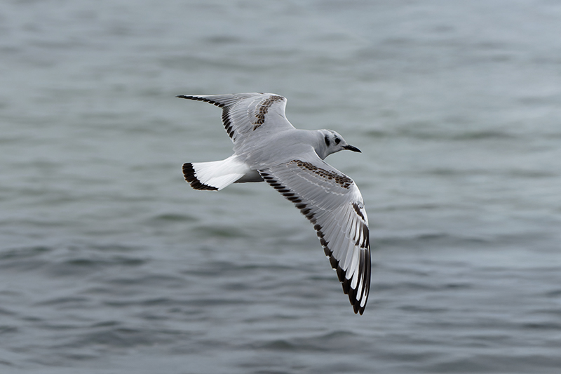 Bonaparte's Gull