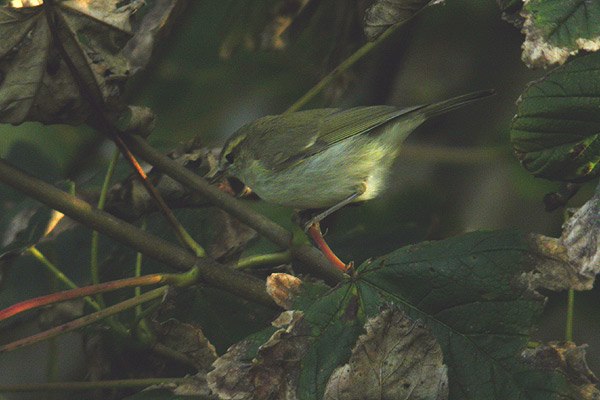 Greenish Warbler