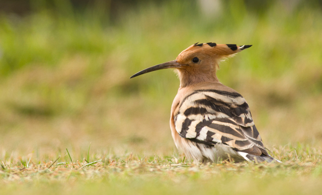 Hoopoe