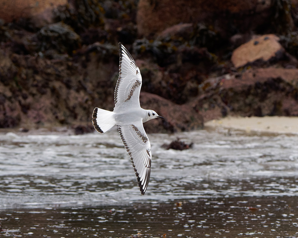 Bonaparte's Gull