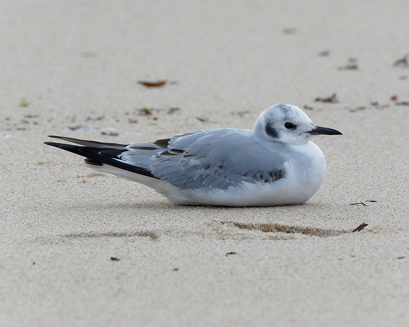 Bonaparte's Gull