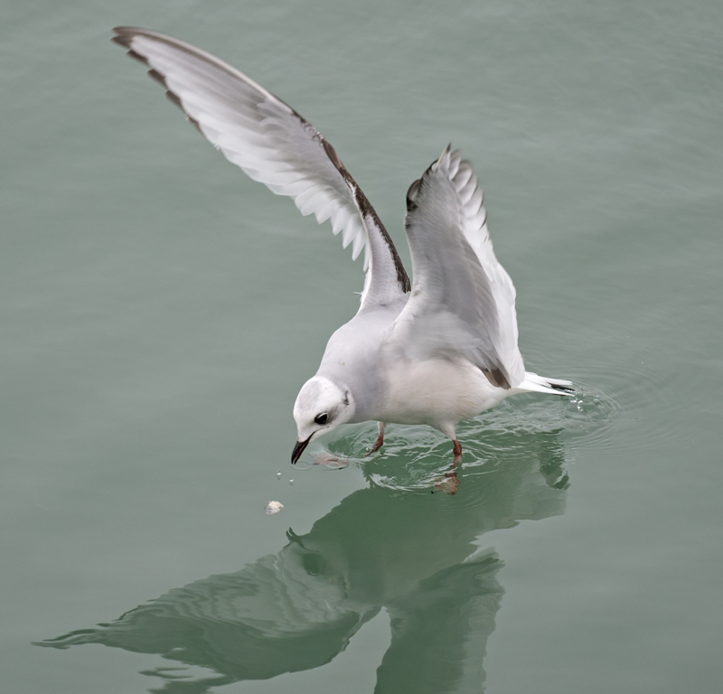 Ross's Gull